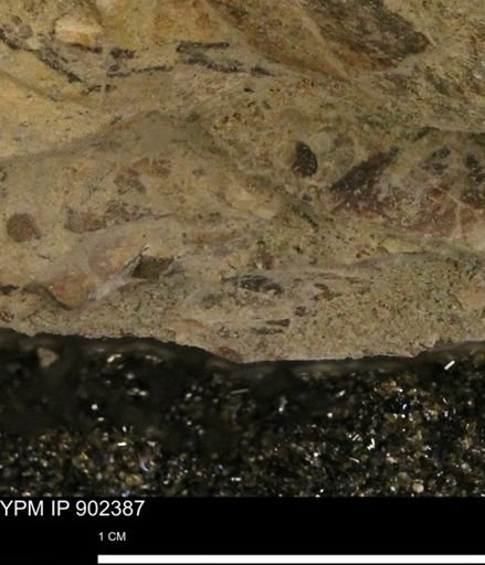 undet. Mollusca