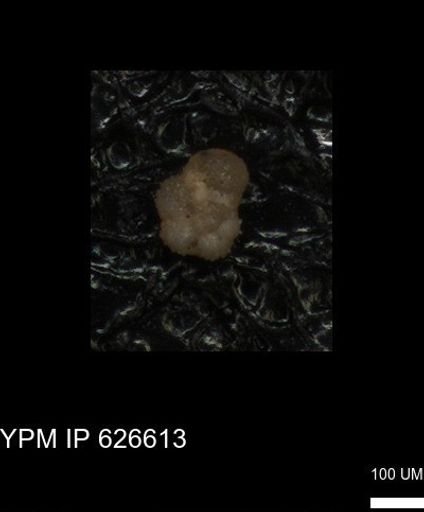 undet. Foraminiferida