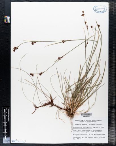 Rhynchospora capitellata
