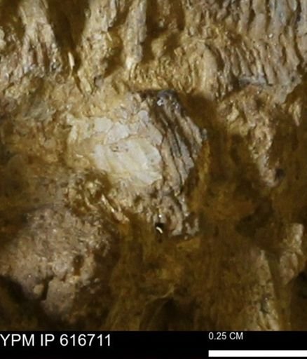 Teredo sp.