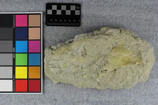 Merycoidodon sp.