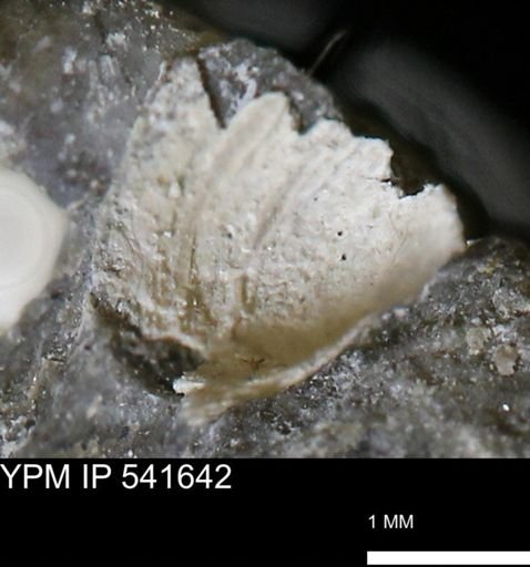 Limopsis striatopunctatus