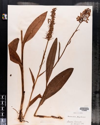 Habenaria