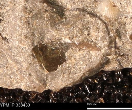 undet. Mollusca