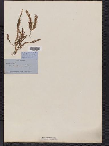 Polypodium