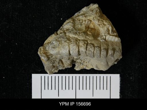 Hormotoma sp.