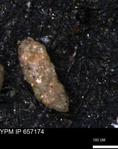 Verneuilinoides hectori