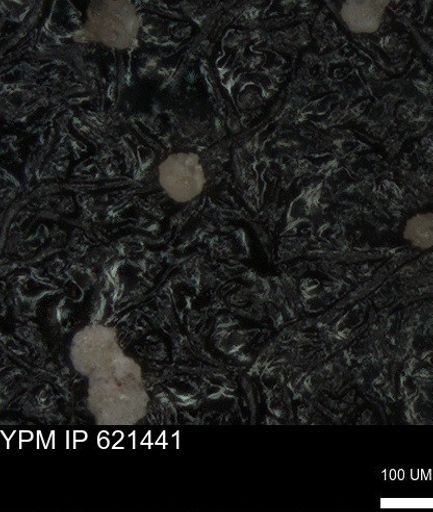 undet. Foraminiferida