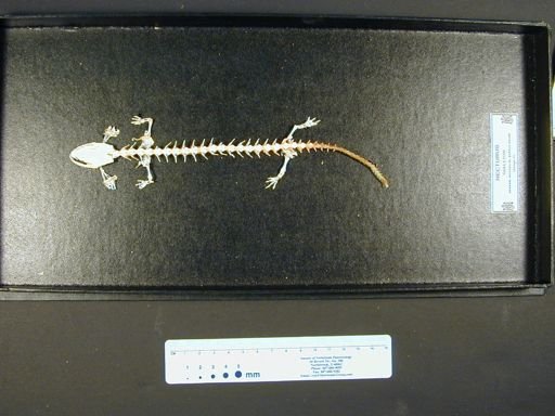 Necturus