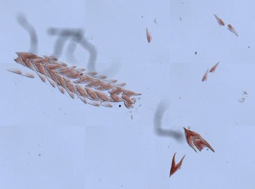 Flabellina verrucosa