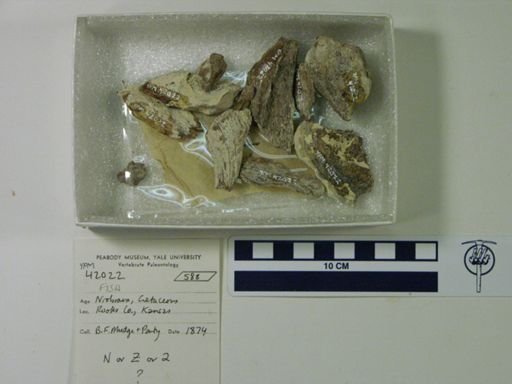 Actinopterygii