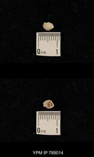 undet. Brachiopoda