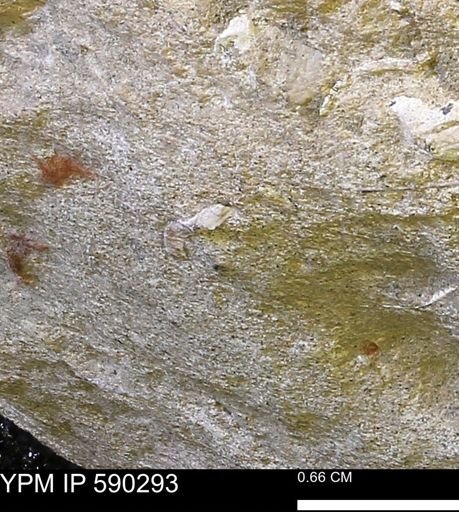 undet. Mollusca