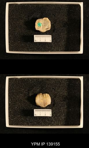 Productus (Dictyoclostus) cf. subcostatus