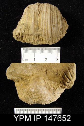 Productus magnicostatus