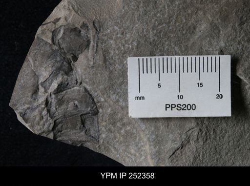 undet. Eurypterida
