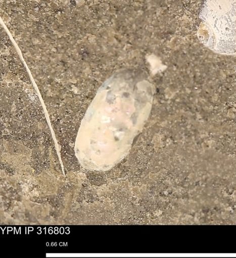 undet. Scaphitidae