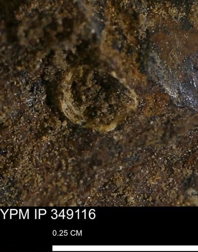undet. Scaphopoda