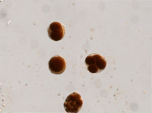 Rotifera