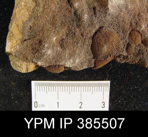 undet. Stringocephaloidea