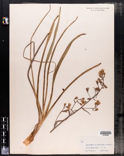 Plantae