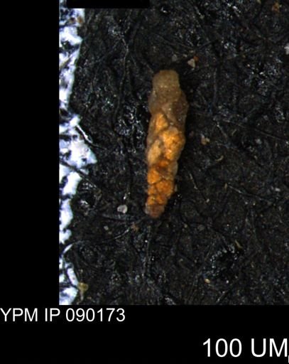 Verneuilina canadensis