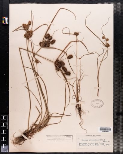 Cyperus retrorsus