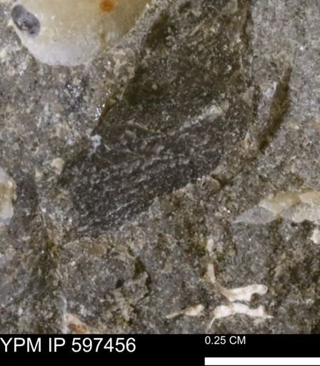 undet. Bivalvia