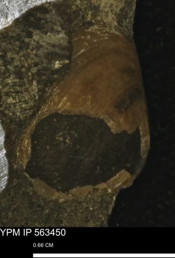 Limopsis striatopunctatus
