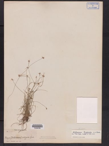 Plantae