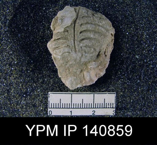 Lyttonia (Leptodus) tenuis