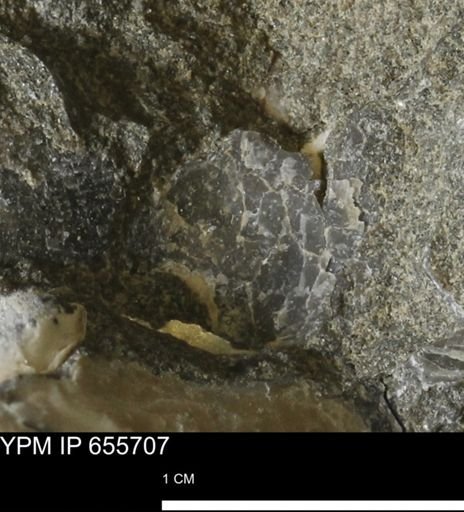 undet. Bivalvia