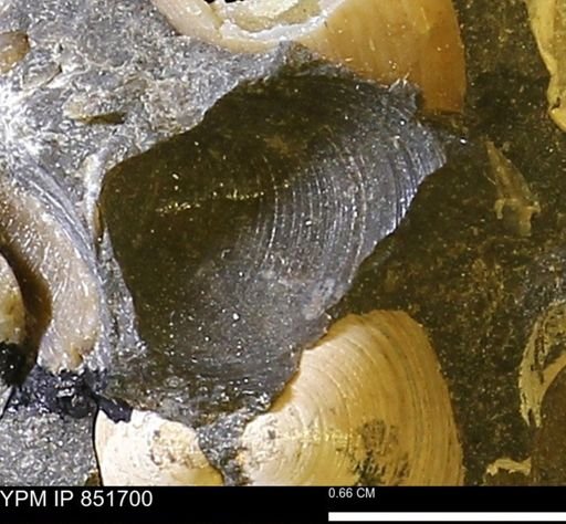 Limopsis striatopunctatus