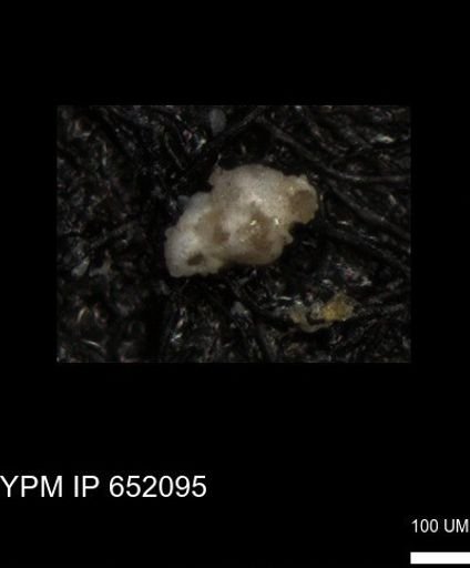 undet. Foraminiferida