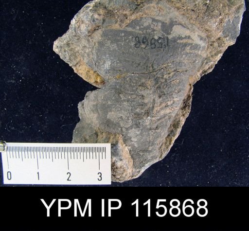 Leptodus sp.