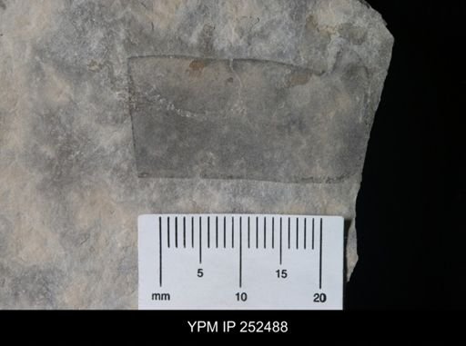 undet. Eurypterida