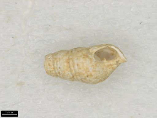 Odostomia trifida