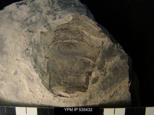 undet. Eurypterida