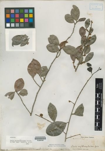 Savia erythroxyloides
