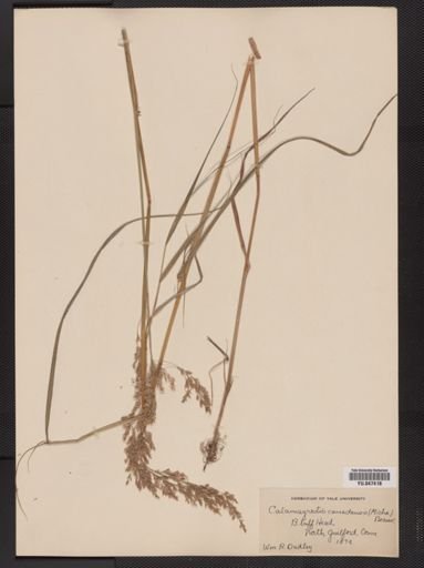 Calamagrostis canadensis