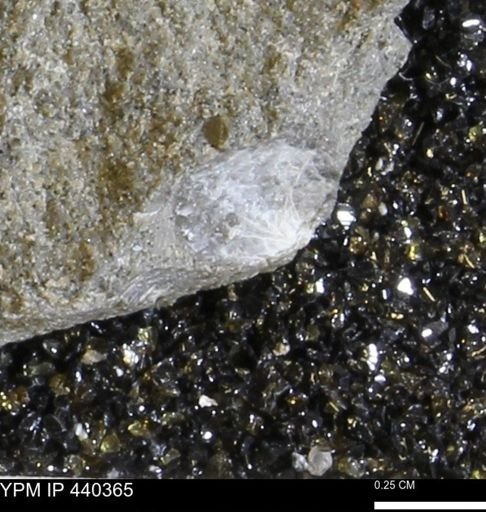 undet. Bivalvia