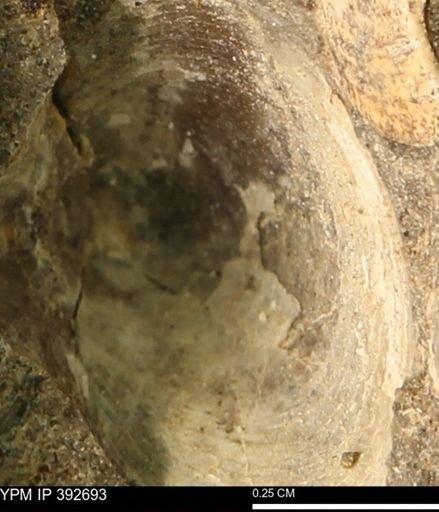 Protocardia subquadrata