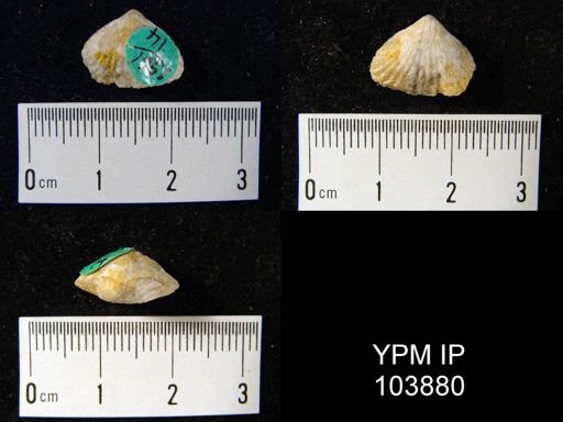 Anastrophia verneuili