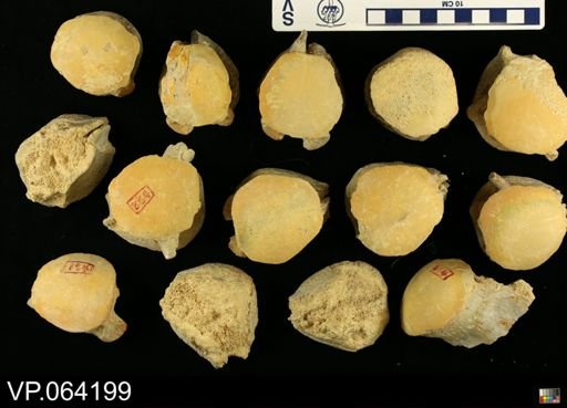 undet. Mosasauridae