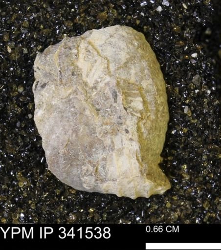 Scaphites sp.