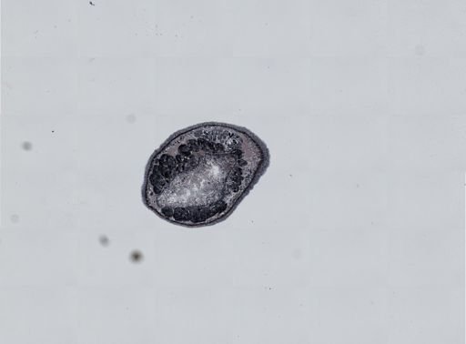 Plagiostomum cinctum