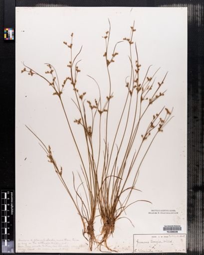 Juncus tenuis