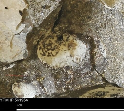 undet. Bivalvia