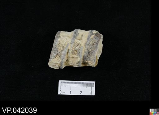 undet. Actinopterygii