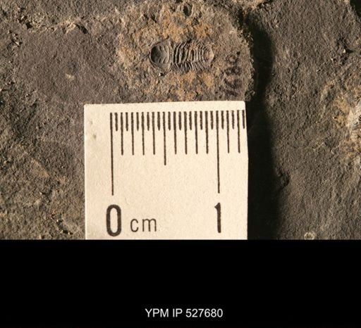 Triarthrus sp.